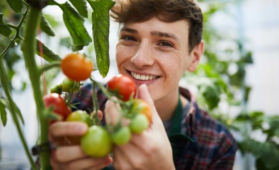 junge Person hält Tomatenstaiude am Strauch in der Hand und lächelt in Kamera.